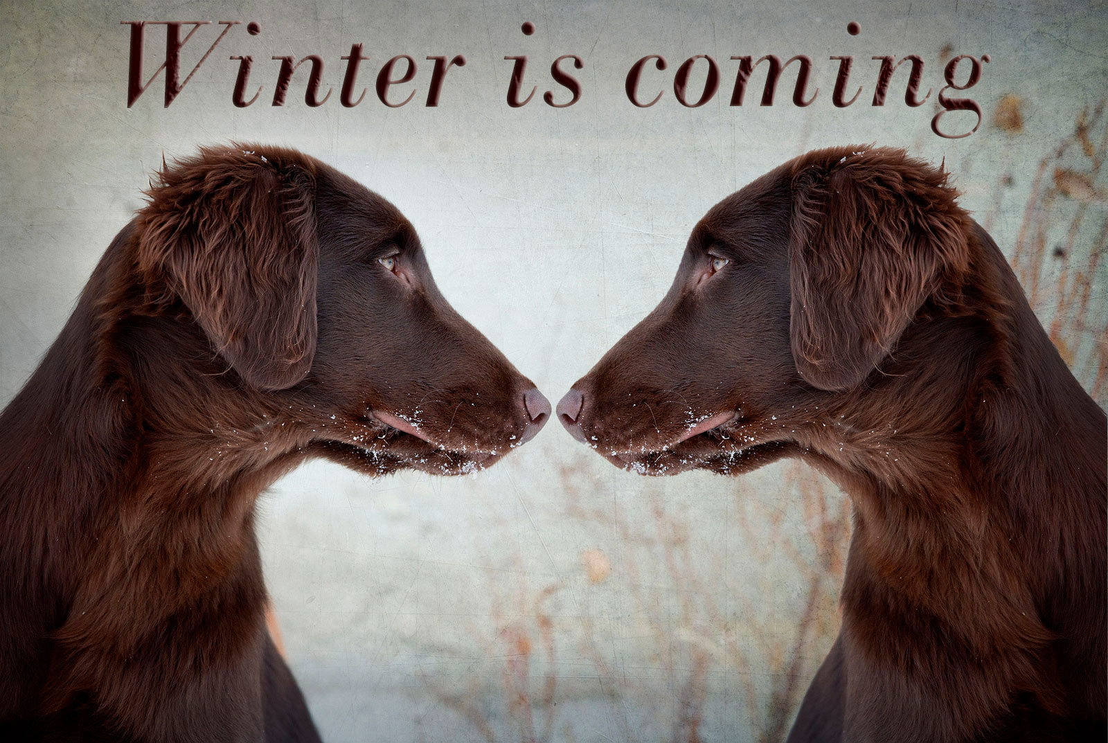 Imagem de um cachorro marrom em um ambiente nevado olhando para o lado esquerdo, encarando o mesmo cachorro espelhado.